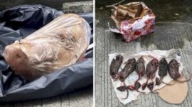 Foto Kolase : Kepala Babi dan Bangkai Tikus di Kantor Tempo