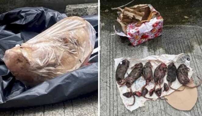 Foto Kolase : Kepala Babi dan Bangkai Tikus di Kantor Tempo