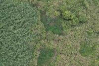 Ladang ganja di kawasan Bromo (Foto Drone: Instagram @pendakilawas)