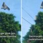 Foto Kolase : Daun tak bergerak dan bendera di atas pohon berkibar
