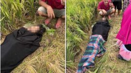 Foto Kolase : Mayat wanita ditemukan di sawah 
