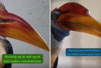 Perbandingan Burung Rangkong: Burung asli yang sempat dijadikan cenderamata (Kiri). Sementara burung pengganti yang dikembalikan, diduga berbeda jenis dan ciri fisik (Kanan)