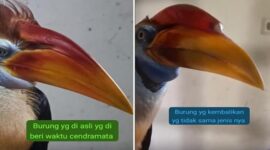 Perbandingan Burung Rangkong:  Burung asli yang sempat dijadikan cenderamata (Kiri). Sementara burung pengganti yang dikembalikan, diduga berbeda jenis dan ciri fisik (Kanan)