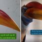 Perbandingan Burung Rangkong:  Burung asli yang sempat dijadikan cenderamata (Kiri). Sementara burung pengganti yang dikembalikan, diduga berbeda jenis dan ciri fisik (Kanan)
