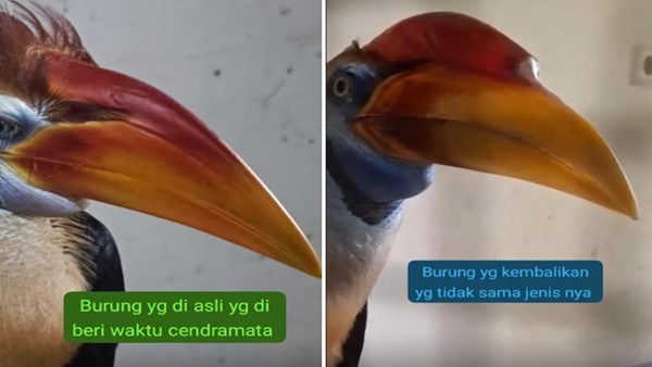 Perbandingan Burung Rangkong: Burung asli yang sempat dijadikan cenderamata (Kiri). Sementara burung pengganti yang dikembalikan, diduga berbeda jenis dan ciri fisik (Kanan)
