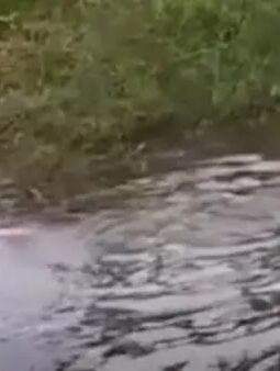 Arena Sabung Ayam di Gowa Digerebek, Pelaku Kocar-kacir Lari hingga Nyebur ke Danau