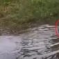 Penjudi Sabung Ayam di Gowa Takut Tertangkap Pilih Nyebur ke Danau (Ist)