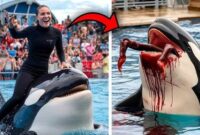Tangkapan layar video viral Jessica Radcliffe diserang Paus Orca hoaks