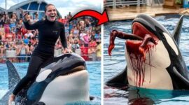 Tangkapan layar video viral Jessica Radcliffe diserang Paus Orca hoaks