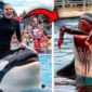 Tangkapan layar video viral Jessica Radcliffe diserang Paus Orca hoaks