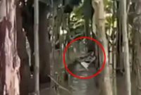 Seekor buaya muncul di permukiman wilayah Romang Tangaya, Kecamatan Manggala, Kota Makassar (Ist).