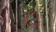 Seekor buaya muncul di permukiman wilayah Romang Tangaya, Kecamatan Manggala, Kota Makassar (Ist).