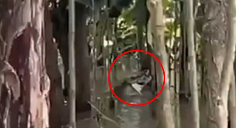 Seekor buaya muncul di permukiman wilayah Romang Tangaya, Kecamatan Manggala, Kota Makassar (Ist).