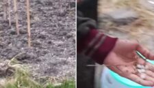 Tangkapan layar video memperlihatkan butiran hujan es yang jatuh di Lembah Napu, Kabupaten Poso (Foto Kolase).