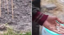 Tangkapan layar video memperlihatkan butiran hujan es yang jatuh di Lembah Napu, Kabupaten Poso (Foto Kolase).