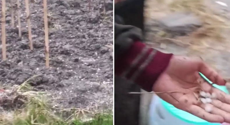 Tangkapan layar video memperlihatkan butiran hujan es yang jatuh di Lembah Napu, Kabupaten Poso (Foto Kolase).