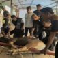 Sejumlah karyawan dan manajemen MaxOne Hotel & Resort Makassar bersama tokoh agama memegang hewan kurban sesaat sebelum prosesi penyembelihan di area sekitar hotel, Rabu (27/5/2026).