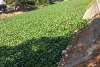 Penampakan eceng gondok di Kanal Batu Raya Makassar