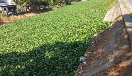 Penampakan eceng gondok di Kanal Batu Raya Makassar