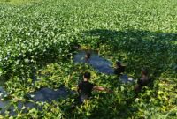Proses evakuasi pria lansia berinisial RDS (67) yang ditemukan tewas di Kanal Batua Raya, Makassar. Pencarian dan evakuasi korban sempat terkendala rimbunan eceng gondok serta tanaman liar yang memenuhi kanal. (Foto : Zonafaktualnews.com)