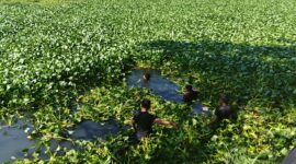Proses evakuasi pria lansia berinisial RDS (67) yang ditemukan tewas di Kanal Batua Raya, Makassar. Pencarian dan evakuasi korban sempat terkendala rimbunan eceng gondok serta tanaman liar yang memenuhi kanal. (Foto : Zonafaktualnews.com)