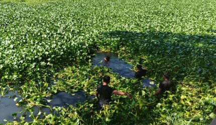 Proses evakuasi pria lansia berinisial RDS (67) yang ditemukan tewas di Kanal Batua Raya, Makassar. Pencarian dan evakuasi korban sempat terkendala rimbunan eceng gondok serta tanaman liar yang memenuhi kanal. (Foto : Zonafaktualnews.com)