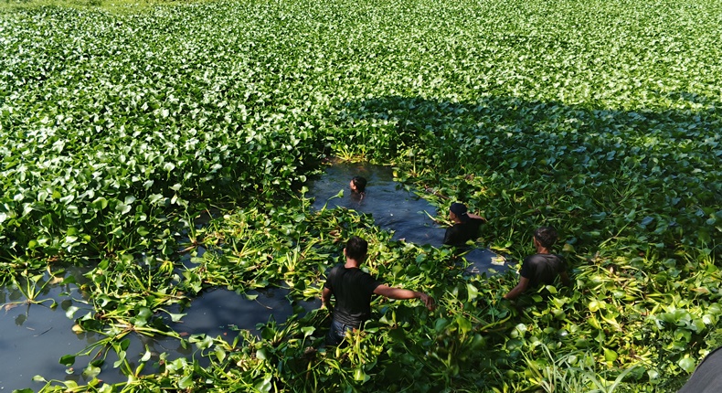 Proses evakuasi pria lansia berinisial RDS (67) yang ditemukan tewas di Kanal Batua Raya, Makassar. Pencarian dan evakuasi korban sempat terkendala rimbunan eceng gondok serta tanaman liar yang memenuhi kanal. (Foto : Zonafaktualnews.com)