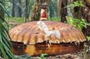 Benda logam berukuran besar menyerupai cangkang atau kubah ditemukan di perkebunan kelapa sawit PT Agro Bukit, Kilometer 26, Kabupaten Kotawaringin Timur (Kotim), Kalimantan Tengah. Asal-usul dan identitas benda tersebut belum diketahui secara resmi.