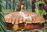 Benda logam berukuran besar menyerupai cangkang atau kubah ditemukan di perkebunan kelapa sawit PT Agro Bukit, Kilometer 26, Kabupaten Kotawaringin Timur (Kotim), Kalimantan Tengah. Asal-usul dan identitas benda tersebut belum diketahui secara resmi.