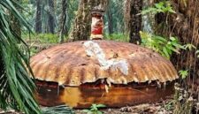 Benda logam berukuran besar menyerupai cangkang atau kubah ditemukan di perkebunan kelapa sawit PT Agro Bukit, Kilometer 26, Kabupaten Kotawaringin Timur (Kotim), Kalimantan Tengah. Asal-usul dan identitas benda tersebut belum diketahui secara resmi.