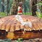 Benda logam berukuran besar menyerupai cangkang atau kubah ditemukan di perkebunan kelapa sawit PT Agro Bukit, Kilometer 26, Kabupaten Kotawaringin Timur (Kotim), Kalimantan Tengah. Asal-usul dan identitas benda tersebut belum diketahui secara resmi.